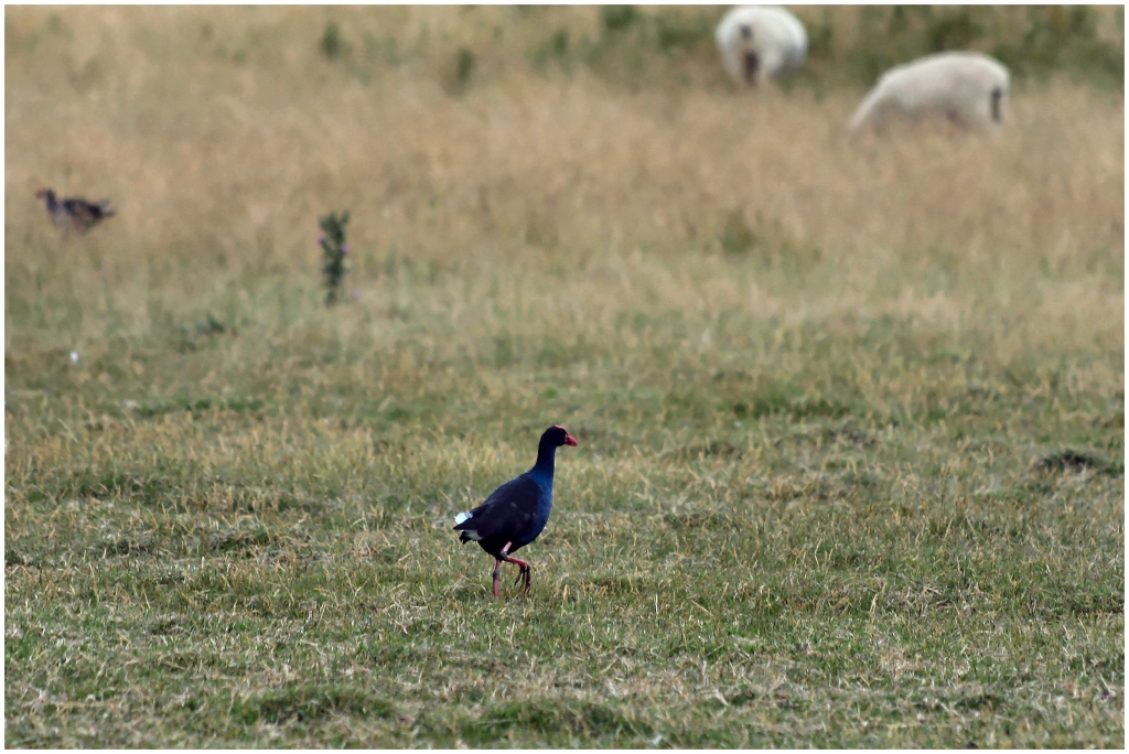 04 - Presqu'ile d'Otago (24) - Takahe.jpg